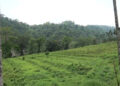 Increasing fallow land due to labour shortage in Samphelling Gewog, Chhukha