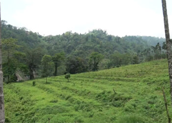 Increasing fallow land due to labour shortage in Samphelling Gewog, Chhukha