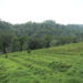 Increasing fallow land due to labour shortage in Samphelling Gewog, Chhukha