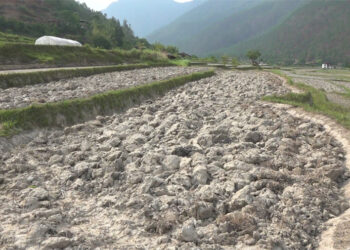 Guma farmers fear more paddy fields being left fallow