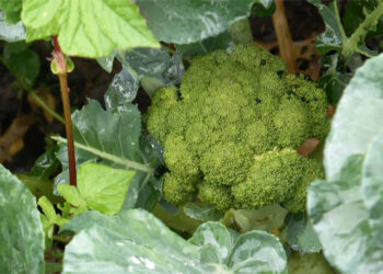 Water shortage in winter affect otherwise booming vegetable cultivation in Tshogoenpa- Trashigang