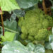 Water shortage in winter affect otherwise booming vegetable cultivation in Tshogoenpa- Trashigang