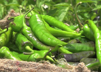 Nyisho and Kazhi farmers reap bountiful chilli harvest amid price drop