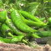 Nyisho and Kazhi farmers reap bountiful chilli harvest amid price drop