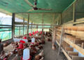Authorities on high alert as neighbouring states report bird flu outbreak