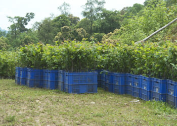 Hazelnut growers boost yield with climate grafting programme