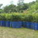 Hazelnut growers boost yield with climate grafting programme