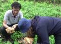 Mushroom survey in Sarpang conducted with Gelephu Mindfulness City development underway
