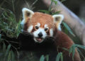 First-ever Red Panda Survey reveals presence of over 300 red pandas in Bhutan