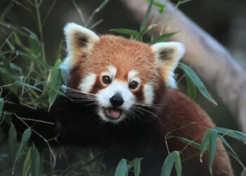 First-ever Red Panda Survey reveals presence of over 300 red pandas in Bhutan