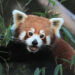 First-ever Red Panda Survey reveals presence of over 300 red pandas in Bhutan