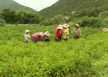 Agriculture and livestock ministry rates 2023 performance ‘satisfactory’ despite unfavourable weather, disease outbreak