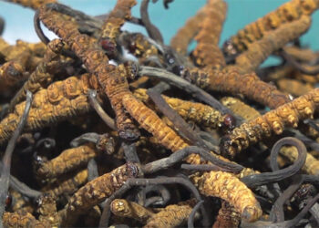 Seven sellers for 17 bidders at Lunana cordyceps auction