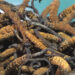Seven sellers for 17 bidders at Lunana cordyceps auction
