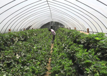 Year-round organic vegetable cultivation in Punakha’s Peltari Chiwog