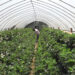 Year-round organic vegetable cultivation in Punakha’s Peltari Chiwog