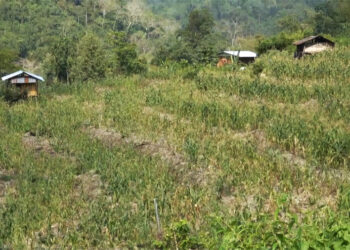 Farmers in Gongribalay request for power supply on their farmland