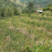 Farmers in Gongribalay request for power supply on their farmland