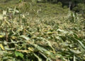 Storm destroys maize fields in Trashigang’s Yobinang village