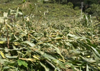 Storm destroys maize fields in Trashigang’s Yobinang village