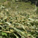 Storm destroys maize fields in Trashigang’s Yobinang village