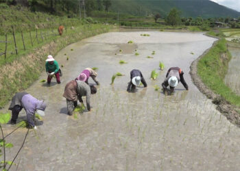 Monsoon rains bring relief to Punakha’s paddy farmers