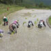 Monsoon rains bring relief to Punakha’s paddy farmers