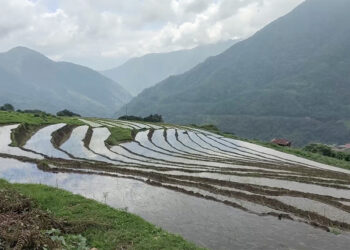 Timely rainfall saves paddy fields in Zhemgang