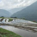 Timely rainfall saves paddy fields in Zhemgang