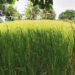Pangthang village revives upland paddy cultivation – Samdrup Jongkhar