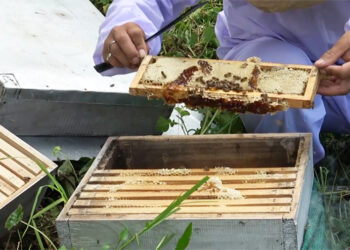 Pema Gatshel’s first beekeeper’s business thriving