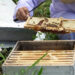 Pema Gatshel’s first beekeeper’s business thriving