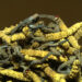 Thimphu highlanders seek additional cordyceps collection period or enhanced security