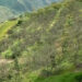New way to own trees and harvest fruits with ‘The Happiness Farm’