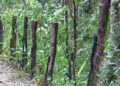 Government allocates Nu 5bn to expand wildlife fencing to 3,400 kilometres