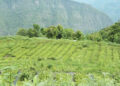 Hazelnut plantations expand to 19 districts