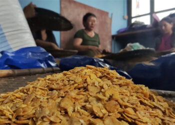 Turning maize into profit – Zhemgang’s Tali village