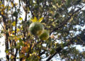 Climate change and pest infestation put strain on mandarin cultivation in Hindu Kush Himalaya