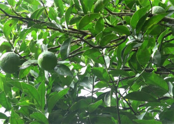 Hailstorm in April affects orange production in Tsirang