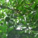 Hailstorm in April affects orange production in Tsirang