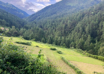 Livestock department researching ways to restore rangelands lost to treeline shift
