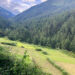 Livestock department researching ways to restore rangelands lost to treeline shift