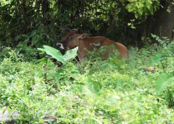 Rewards for reporting stray animals in Gelephu Thromde
