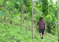 Man sets ambitious goal to plant 100,000 high-value trees in Dagana