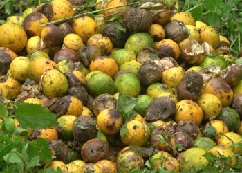 Citrus fruit fly management training for Tsirang mandarin growers