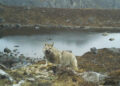 Reappearance of Himalayan wolves in Soe and Lingzhi, threatening livestock