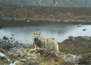 Reappearance of Himalayan wolves in Soe and Lingzhi, threatening livestock