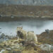 Reappearance of Himalayan wolves in Soe and Lingzhi, threatening livestock
