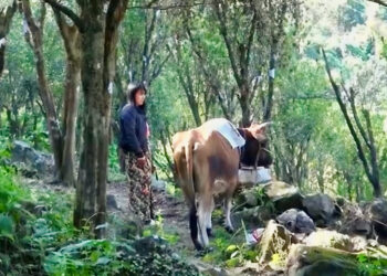 Tiger attacks on livestock leave farmers in Norbugang Gewog worried