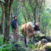 Tiger attacks on livestock leave farmers in Norbugang Gewog worried